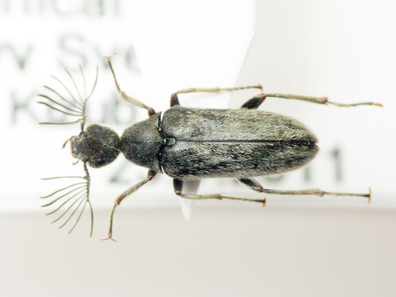 Ptilophorus dufouri (Latreille, 1817)